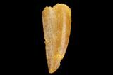 Serrated, Raptor Tooth - Real Dinosaur Tooth #124286-1